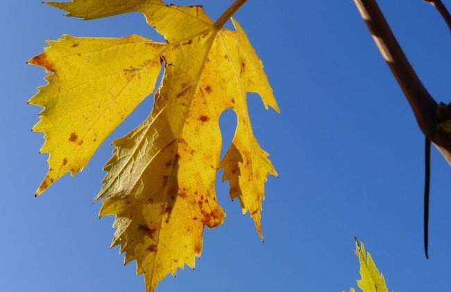 Il Poggiarello Toscano - Foto 33