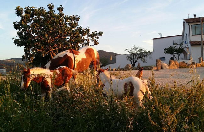 Masseria Straziuso - La Vaccariccia - Foto 22