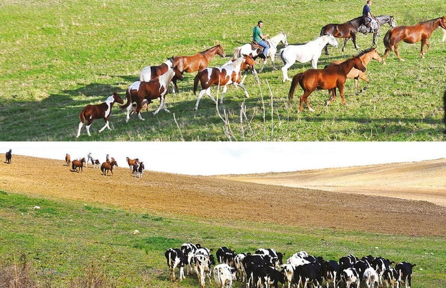 Masseria Straziuso - La Vaccariccia - Foto 36