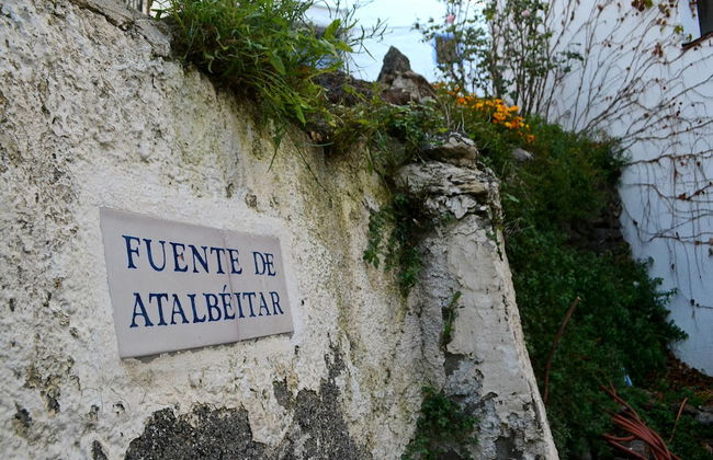 Castaño Real - Foto 19