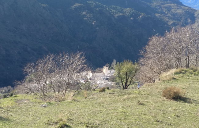 Castaño Real - Foto 22
