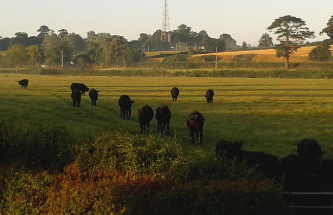 Courtbrook Farm - Foto 4