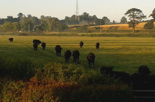 Photo 6 - Courtbrook Farm