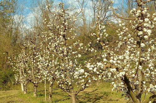 Photo 17 - Agriturismo Il Melo