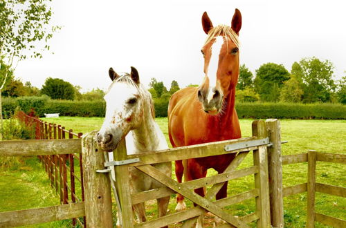 Photo 28 - Pine Tree Lodge Bridgnorth