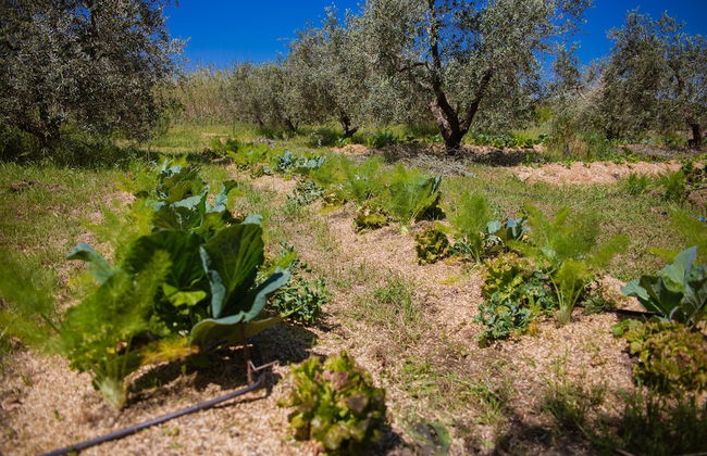 Agriturismo biologico Piccapane - Foto 23