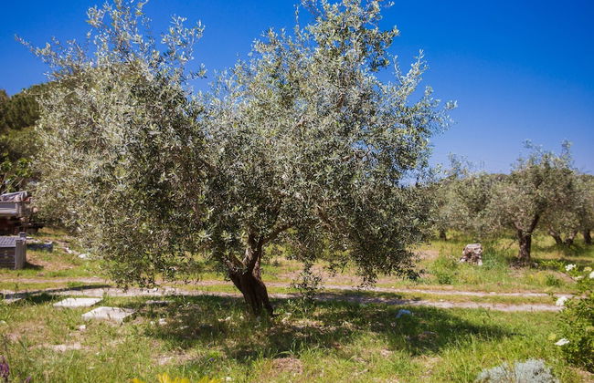 Agriturismo biologico Piccapane - Foto 24