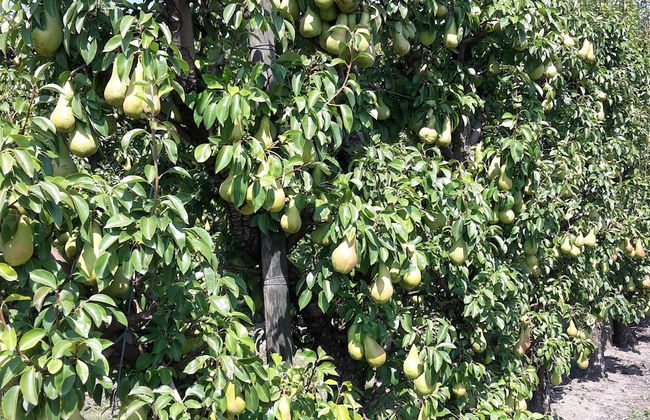 Agriturismo Dosso al Porto - Photo 37