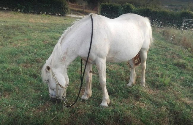 La Capannaccia - Foto 32