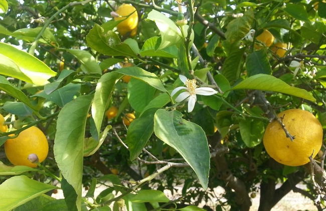 A Lumìa - Foto 17