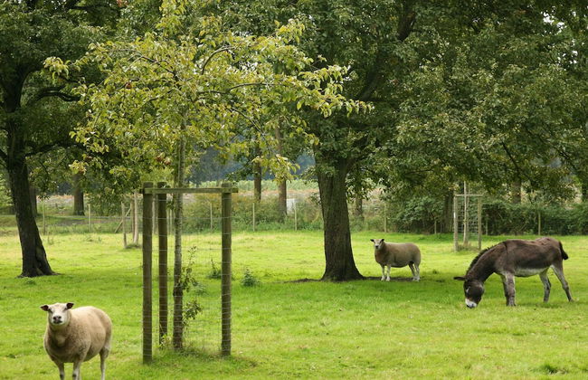 Beernem Farmhouse With Pool - Foto 39