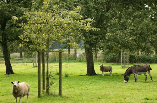 Photo 39 - Beautiful Farmhouse in Beernem With big Garden