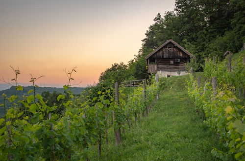 Photo 23 - Vineyard Cottage Škatlar 1