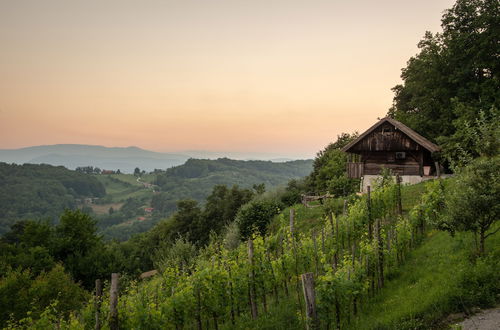 Photo 24 - Vineyard Cottage Škatlar 1