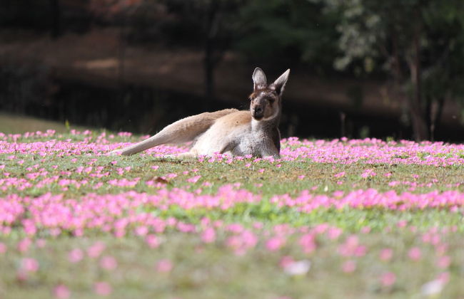 Marima Cottages - Foto 21