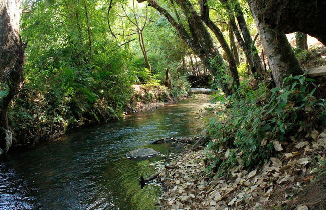 Country House In The Woods With River - Foto 26