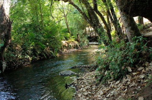 Photo 26 - Country House In The Woods With River