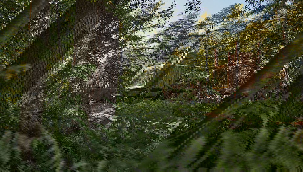 Image principale