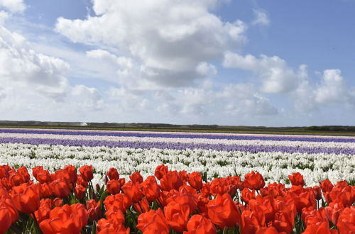 Foto 59 - Family Home in Rural Location near Coast of Noord-holland Province