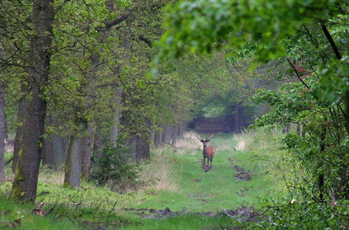 Foto 44 - Spacious Holiday Home in Garderen near Forest