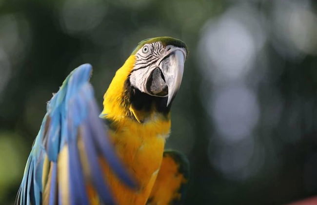 Gite Bois-Cannelle - Foto 31