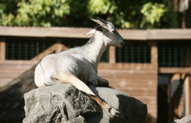 Gite Bois-Cannelle - Foto 30