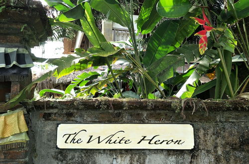 Photo 21 - The White Heron