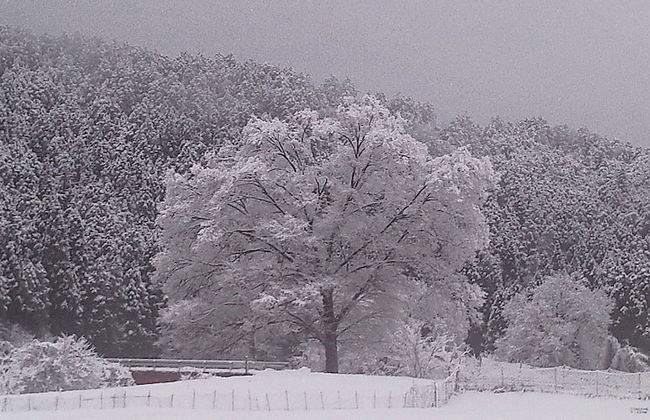 Tokuheian - Foto 53