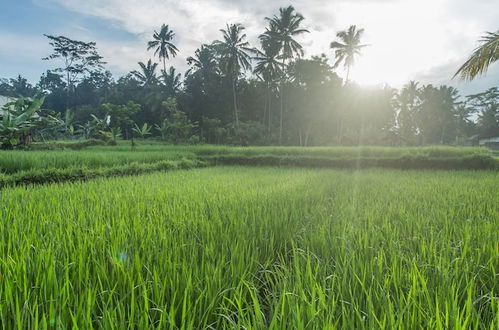 Foto 44 - Ubud Luwih Villa