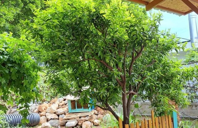 Tomris Apart - Foto 15
