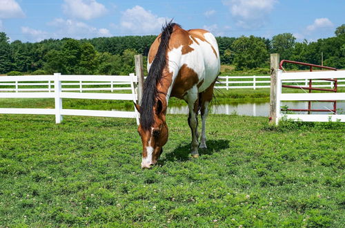 Foto 7 - Renovated Bunkhouse on 12-acre Horse Farm