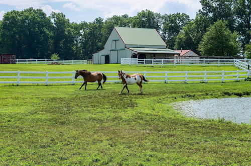 Foto 33 - Renovated Bunkhouse on 12-acre Horse Farm