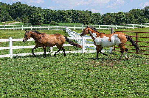 Foto 25 - Renovated Bunkhouse on 12-acre Horse Farm