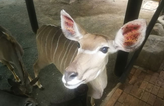 Kruger Kumba - Lahlekile Nathi - Foto 47