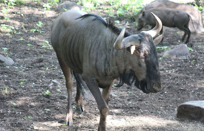 Kruger Kumba - Lahlekile Nathi - Foto 43