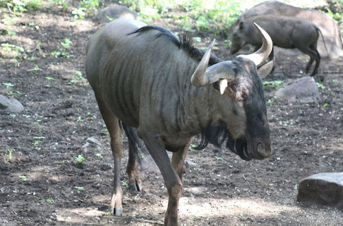 Foto 43 - Kruger Kumba - Lahlekile Nathi