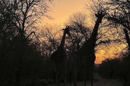 Foto 45 - Kruger Kumba - Lahlekile Nathi