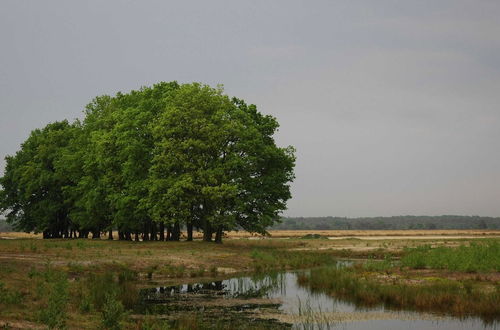 Photo 25 - Attractive Bungalow with Covered Terrace near Veluwe