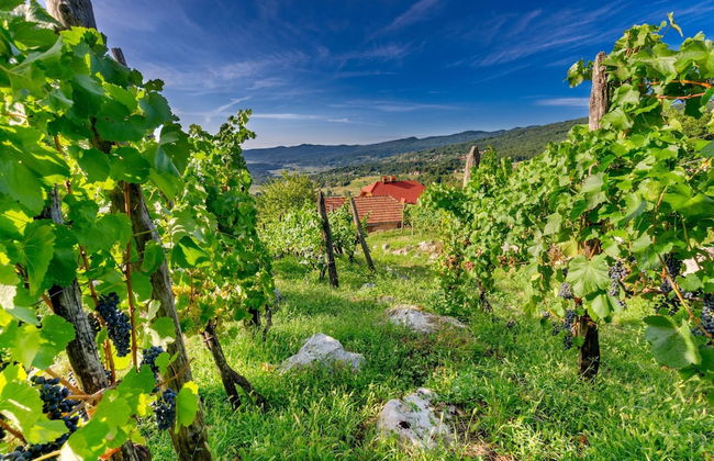 Vineyard Cottage Stepan - Foto 32