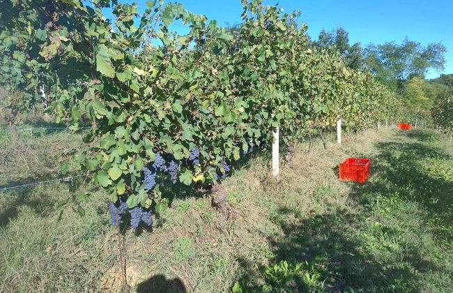 Cascina Ponchietta - Foto 18