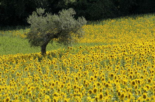 Foto 13 - Agriturismo Il Gelso Antico