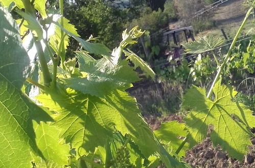 Photo 22 - Cordella in Montalcino Wine Resort