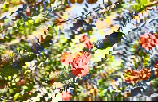 Photo 49 - Quinta do Mocho Turismo Rural