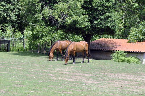 Photo 21 - Villapiana Country House