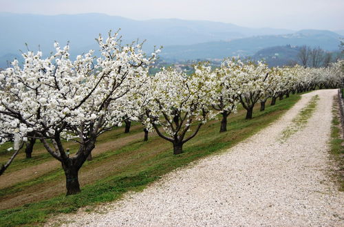 Photo 41 - Tenuta Fortelongo