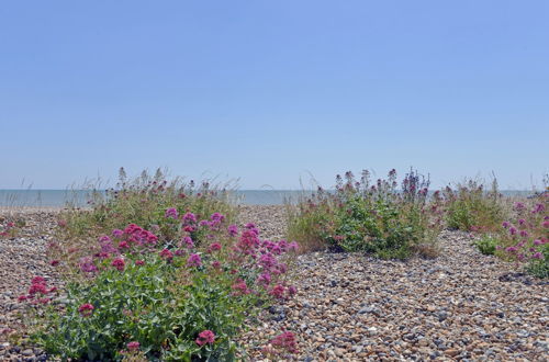 Photo 15 - Beach Garden