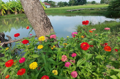 Photo 25 - Tung Na Pa Suan Farmstay