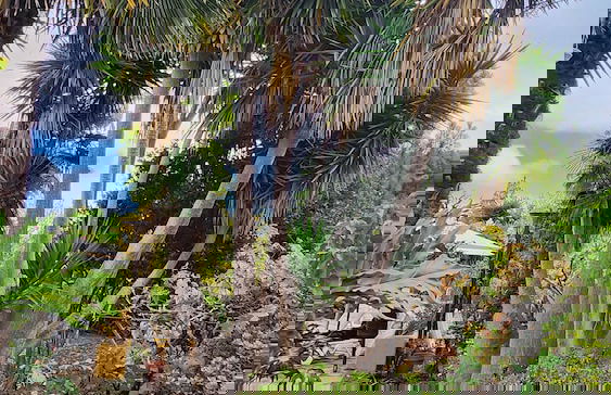 Oasis Hill Botanical Garden - Foto 58