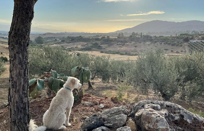 Fantastic View and Lovely Atmosphere Casita Adelfa - Foto 31