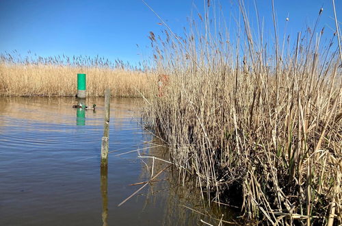 Foto 51 - 6 Pers. House Marijke With Winter Garden and Direct Access to the Lauwersmeer